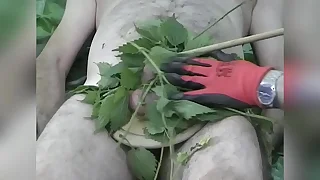 Dispiriting nettles for renne's junk