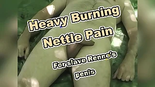 Stinging nettles in- and outside renne's cock